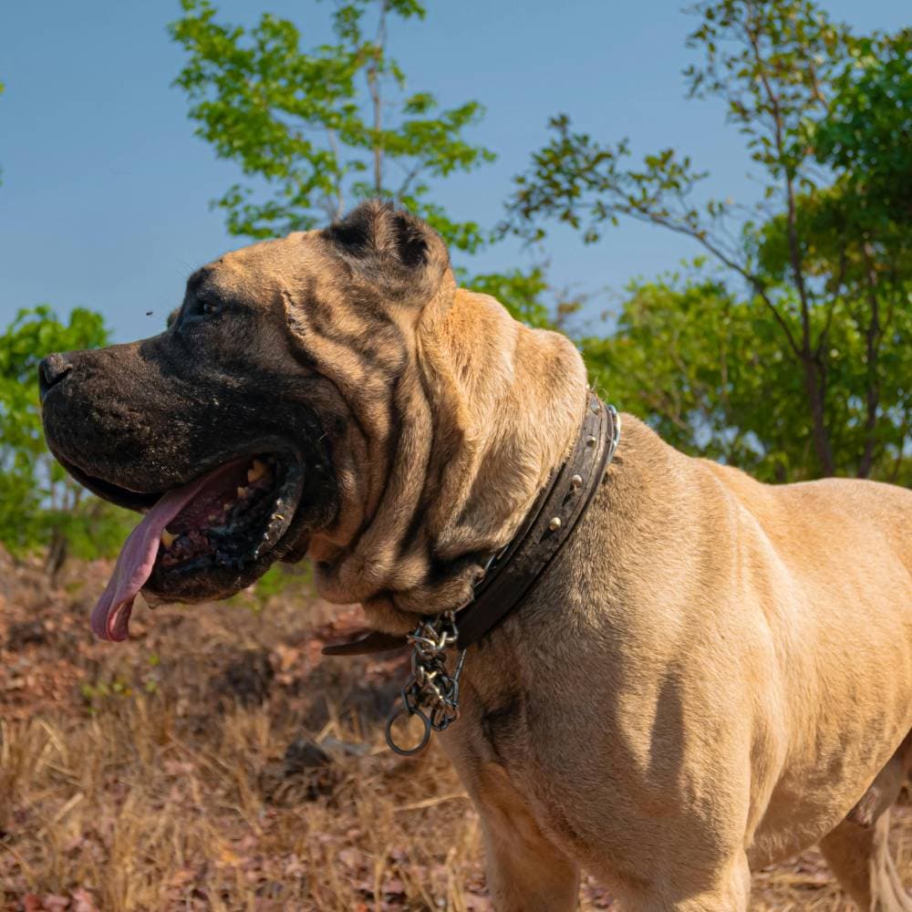 Cão de Fila Brasileiro