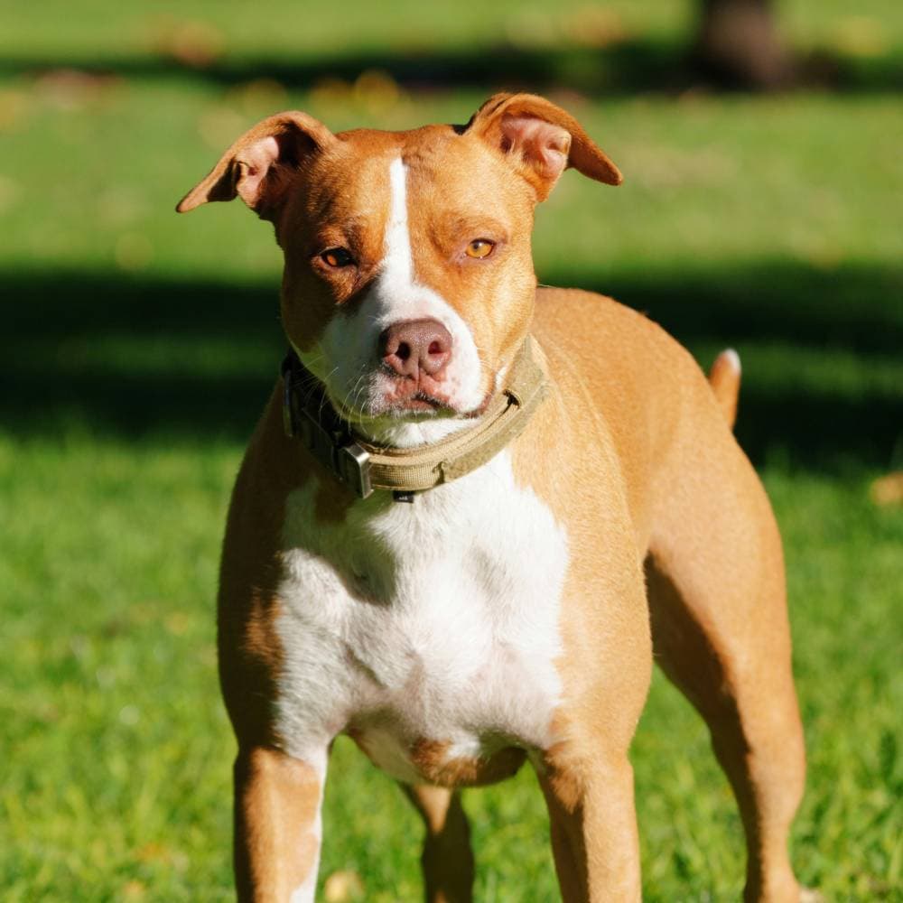 Staffordshire Terrier Americano